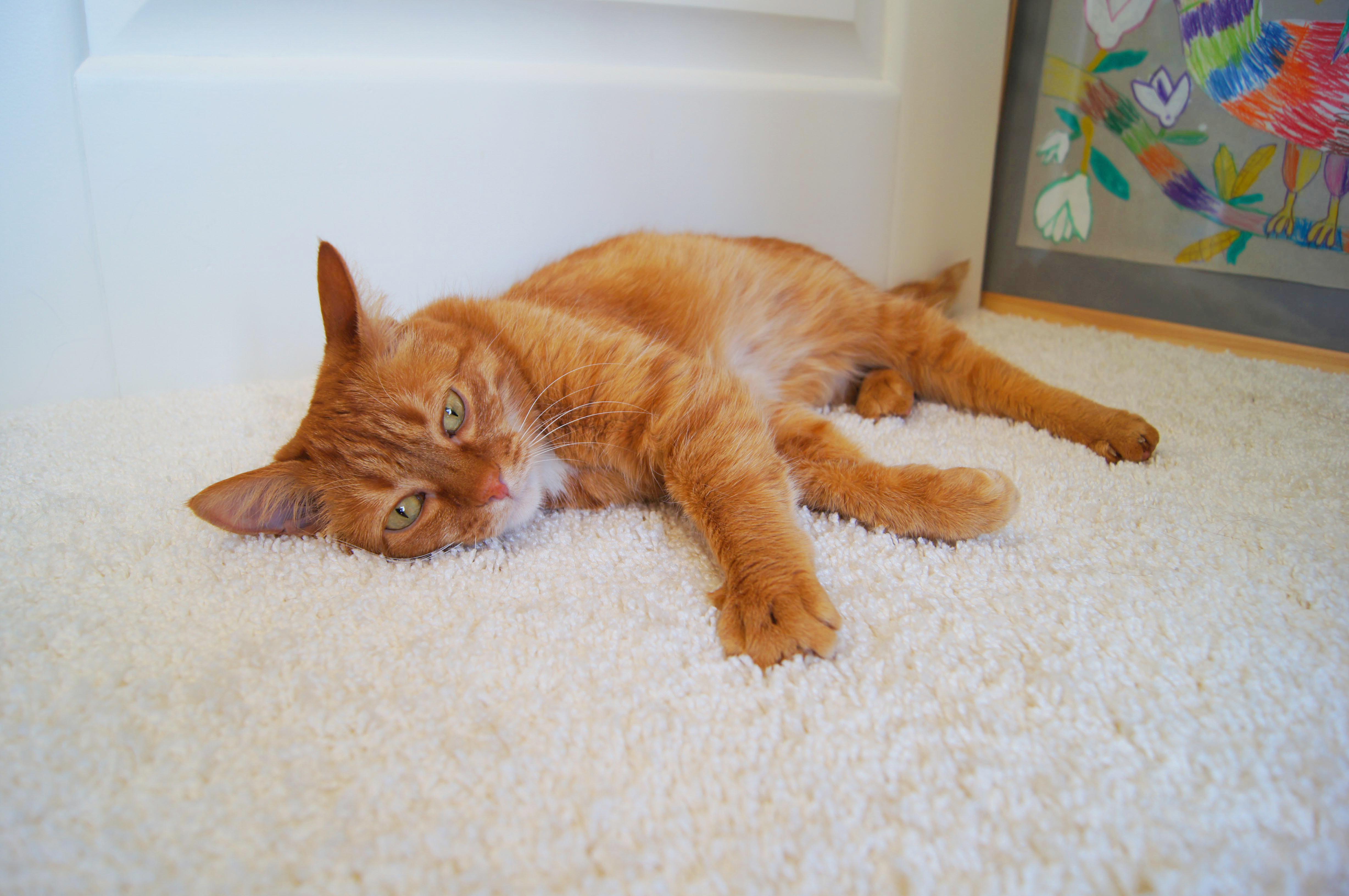 Ковролин "Зартекс" Amarena 140 бежевый (4м) — купить в Шахтах